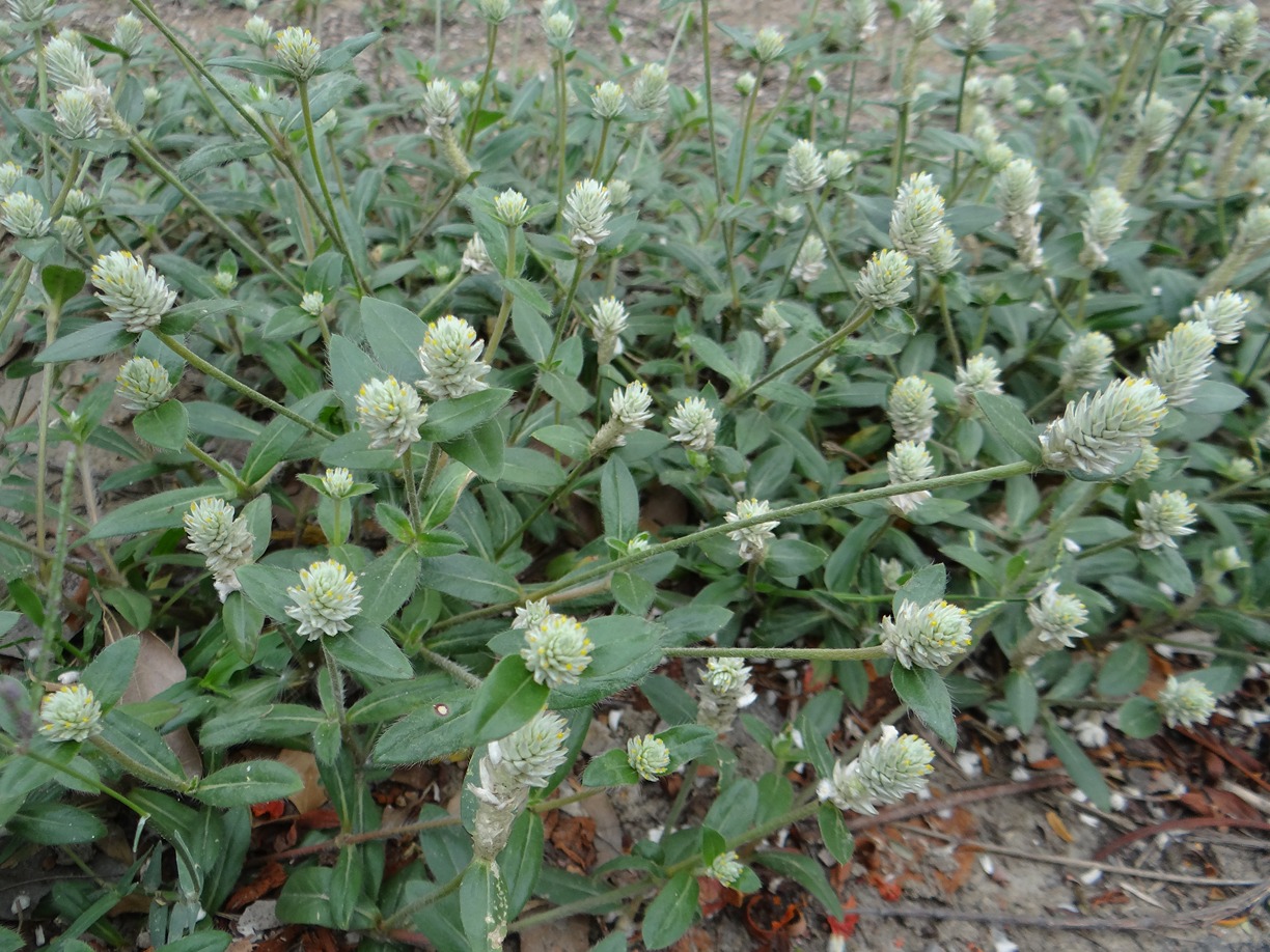 Gomphrena serrata